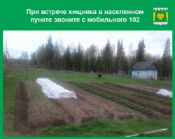 МЕДВЕДЬ ПРИШЕЛ КО ДВОРУ