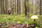 Отмена особого противопожарного режима в лесах Архангельской области