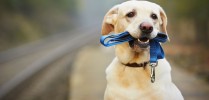МЫ В ОТВЕТЕ ЗА ТЕХ, КОГО ПРИРУЧИЛИ