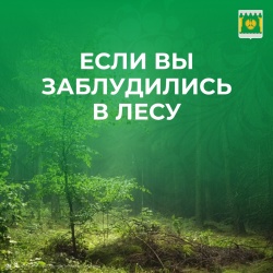 если вы заблудились в лесу