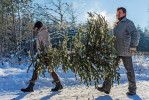 Как срубить новогоднюю ель без нарушения законодательства