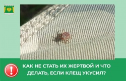 выходят на охоту
